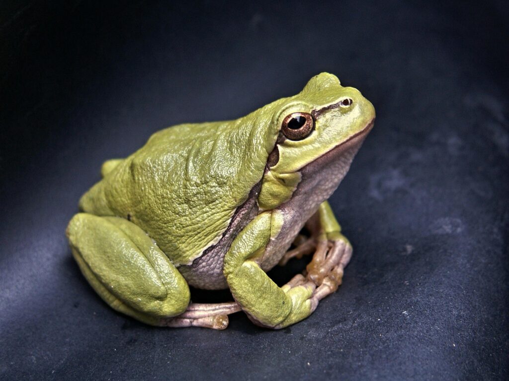 Sapo verde em fundo escuro, destacando sonho com sapo e energia de transformação interior.