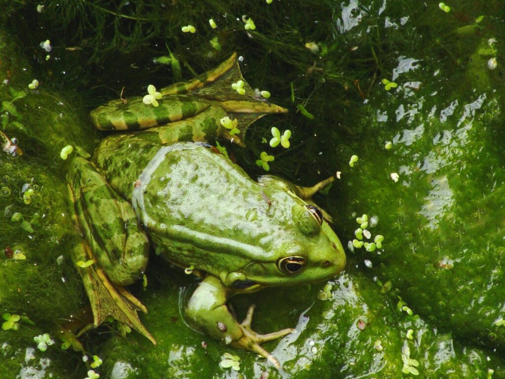 Sapo verde camuflado entre plantas aquáticas, simbolizando sonho com sapo e transformações pessoais.