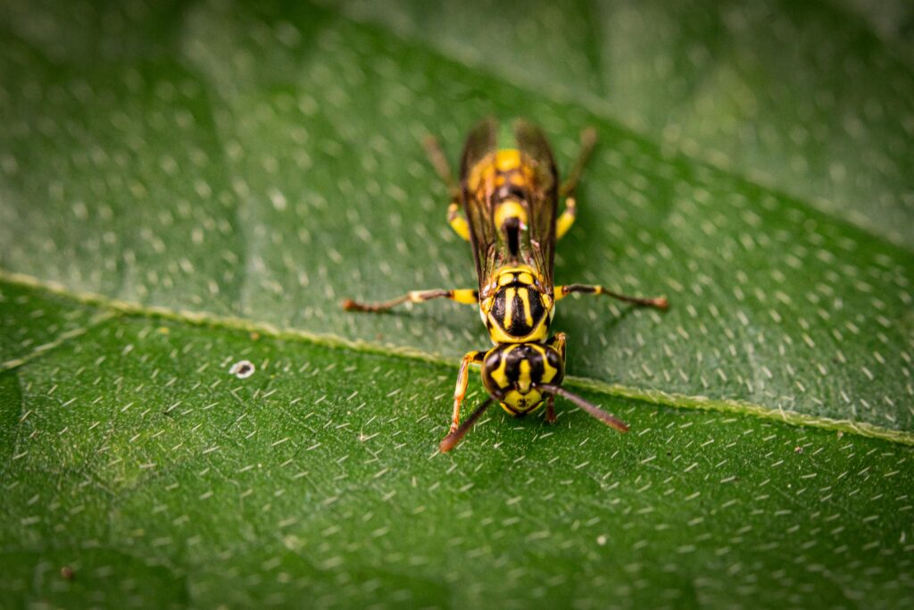 Duas vespas amarelas sobre uma folha verde, representando o simbolismo de sonhar com insetos e a sensação de alerta ou incômodo nos sonhos.