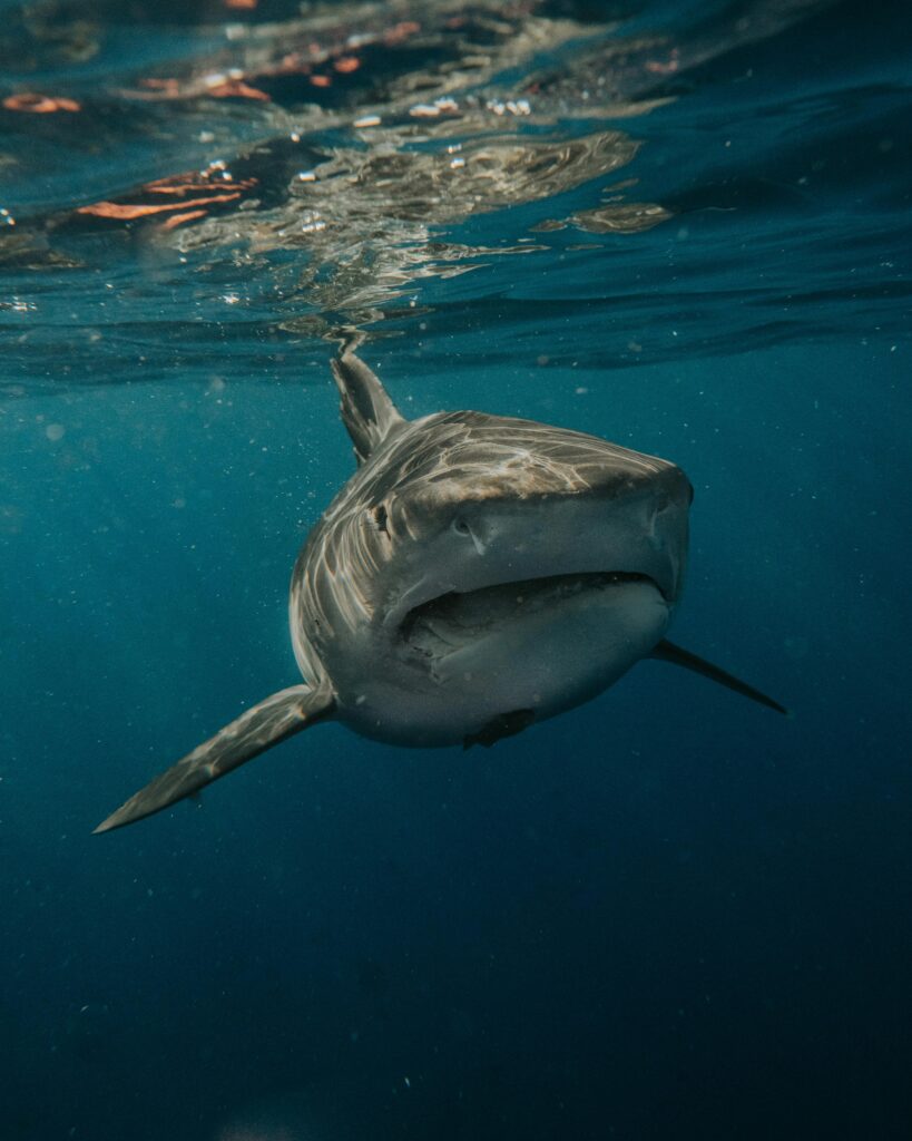 Tubarão nadando próximo à superfície do mar visto de frente, simbolizando interpretação de sonhos com tubarão e significados espirituais