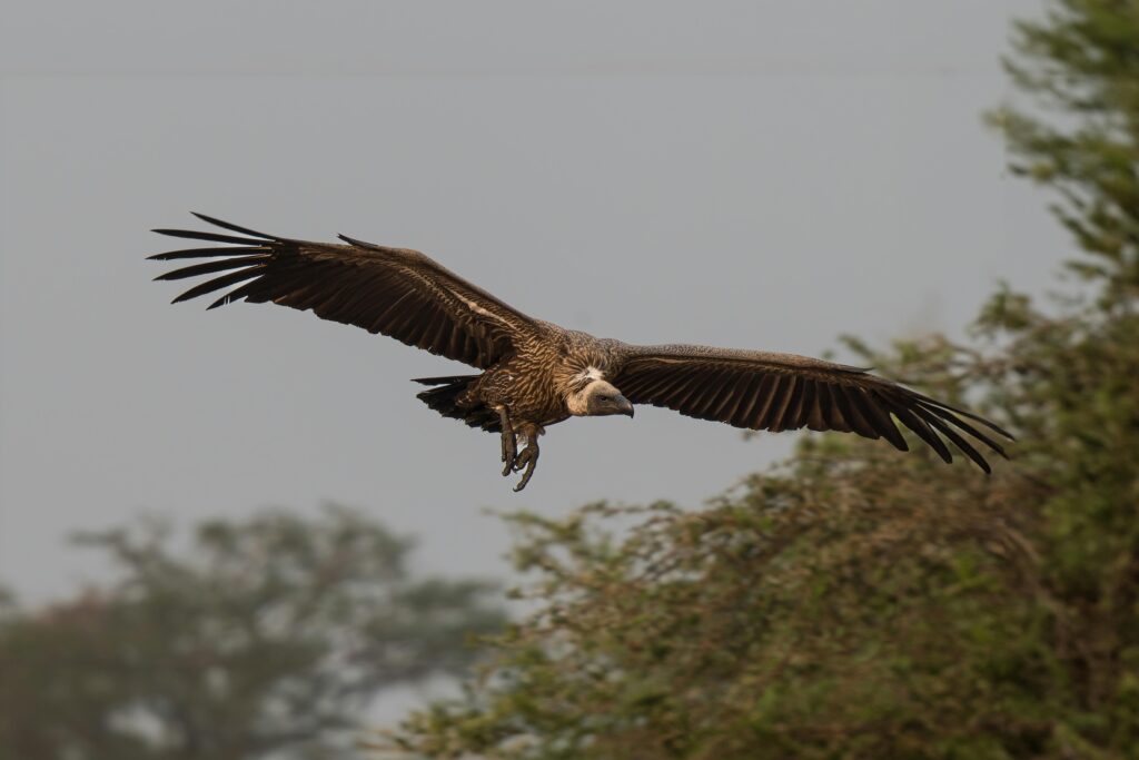Urubu voando sobre árvores em um céu nublado, simbolizando liberdade, transformação e alerta espiritual em sonhos.