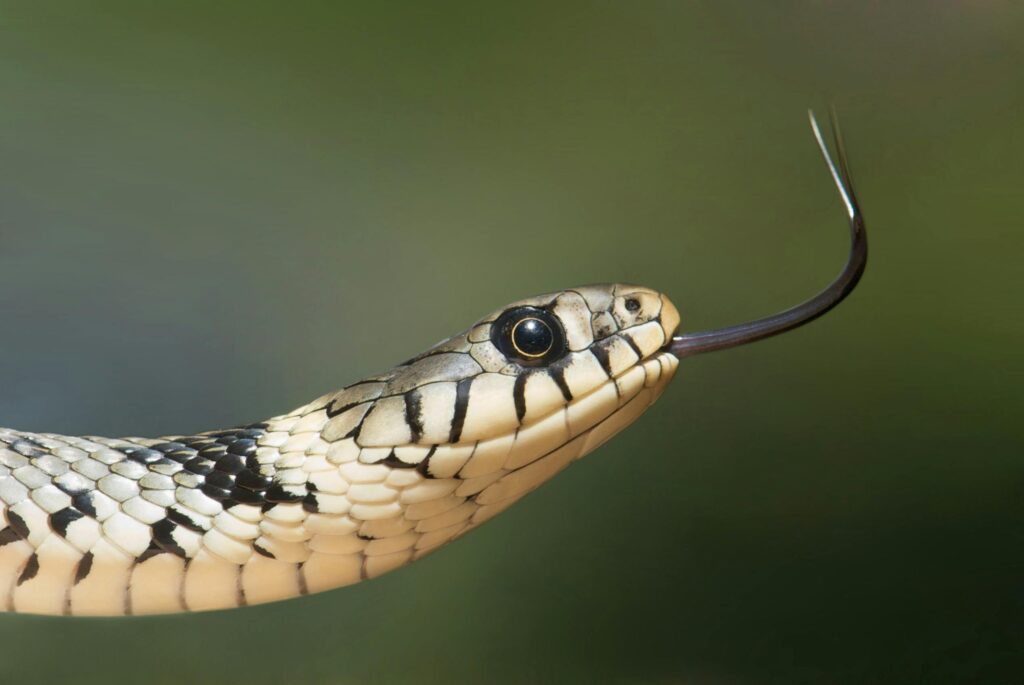 Serpente com língua para fora representando intuição, instinto e mensagens do inconsciente ao sonhar