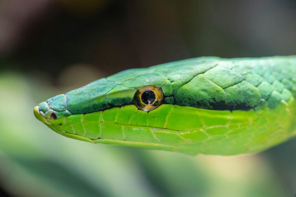 sonhar com serpente