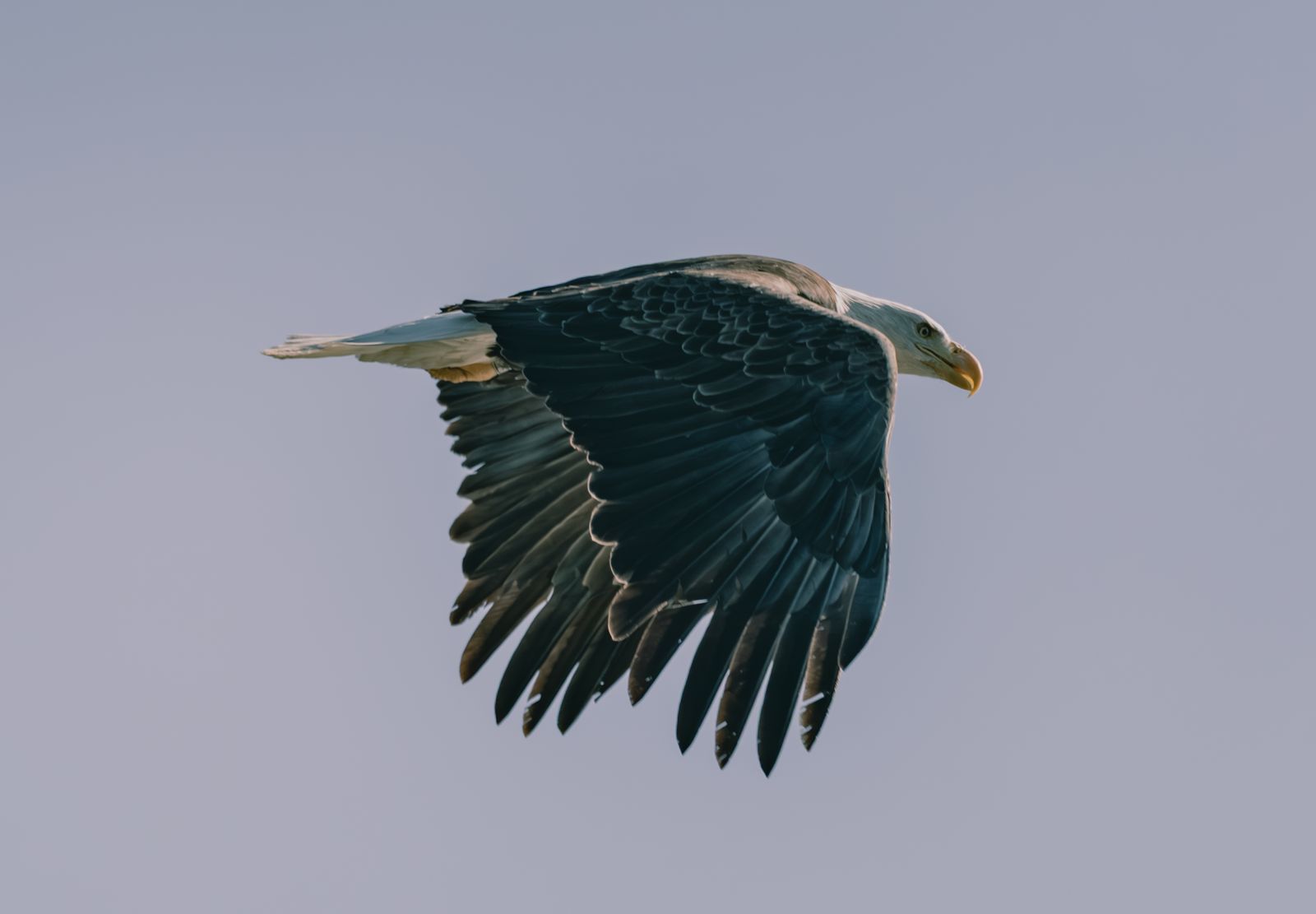 Águia voando de asas abertas, imagem do sonho com águia