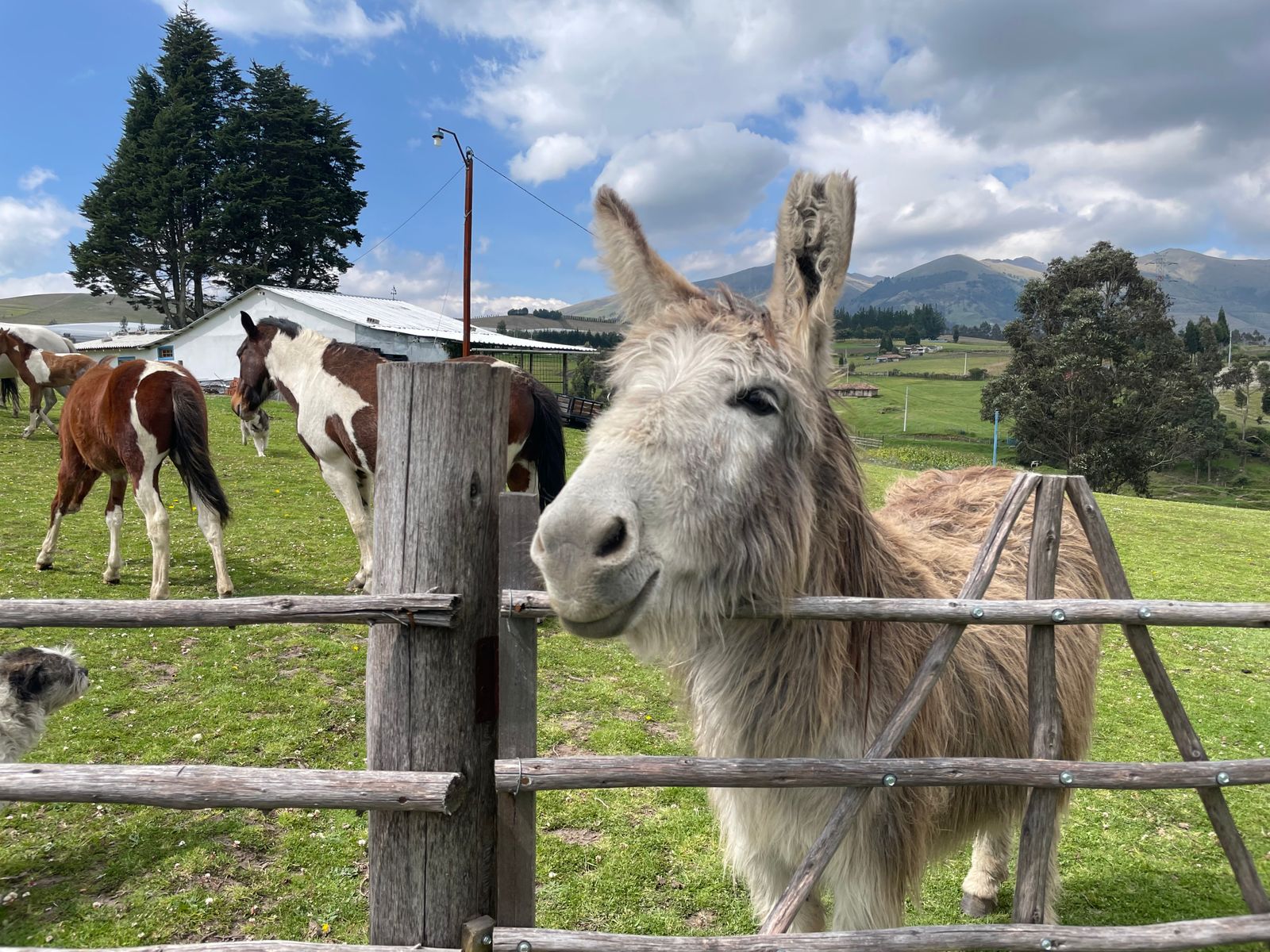 Grupo de animais na fazenda, imagem do sonho com animais