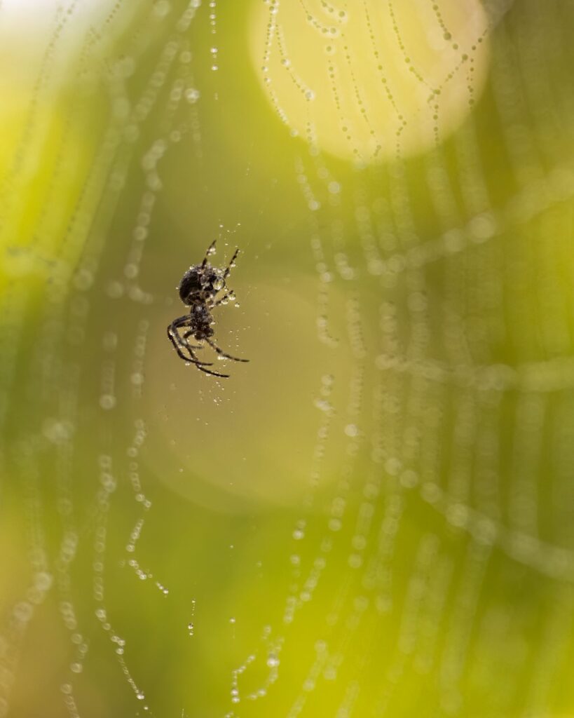 Aranha no centro da teia com orvalho, sonho com aranha