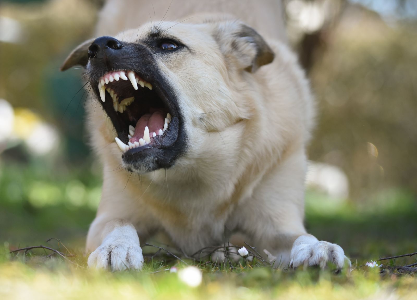 sonhar com cachorro atacando significado