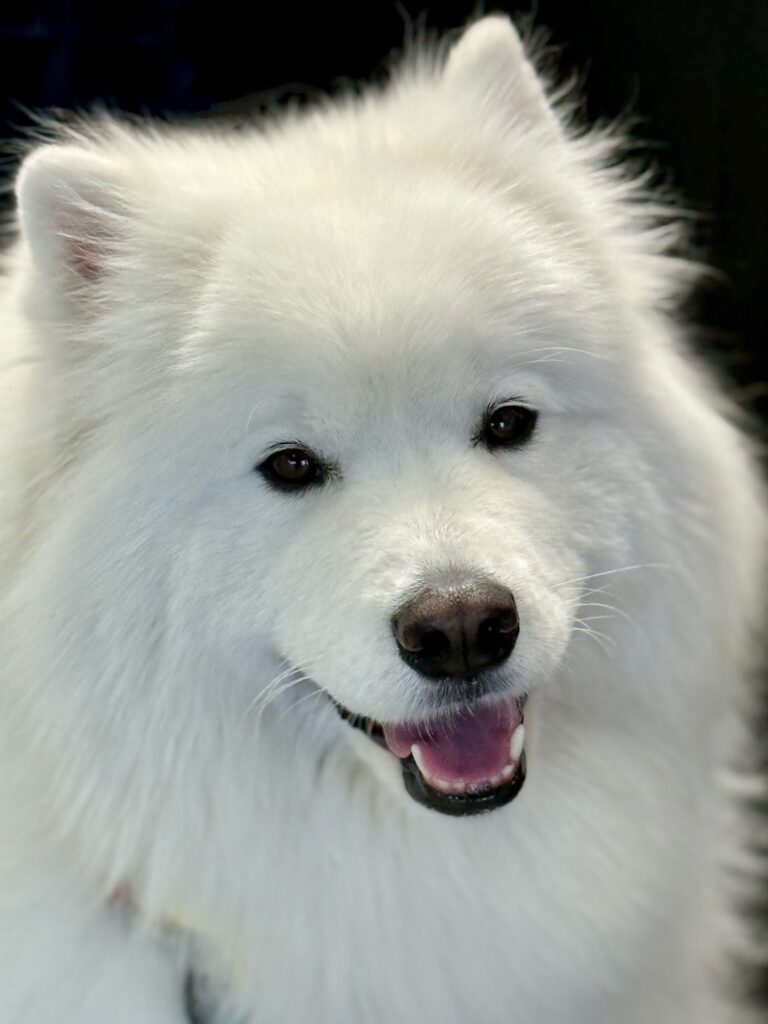 Cachorro branco fofo sorrindo, imagem do sonho com cachorro branco