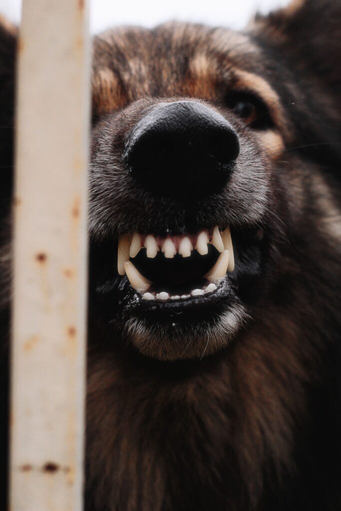 Cachorro bravo arreganhando os dentes no portão, sonho com cachorro bravo