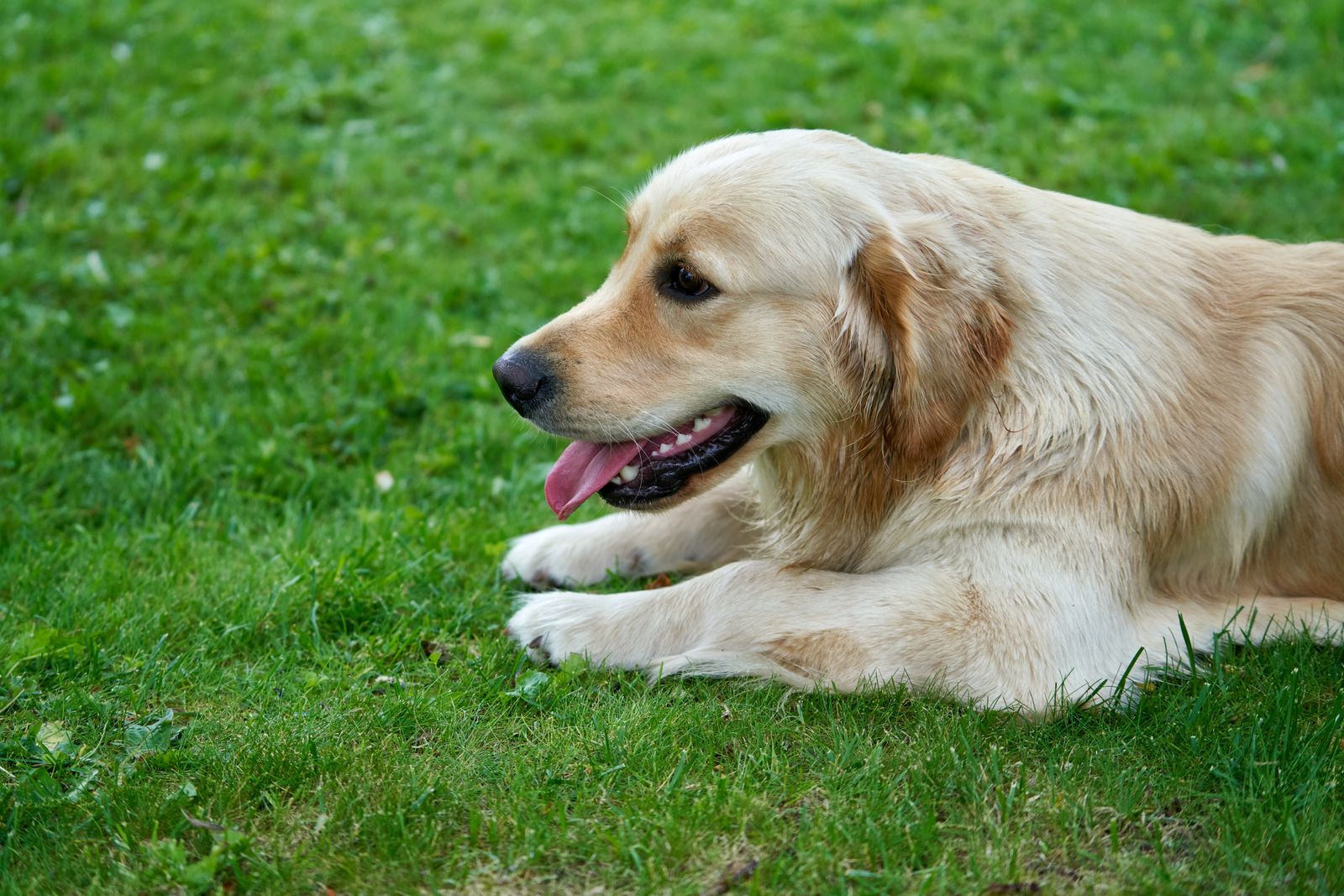 Cachorro caramelo sendo acariciado, simbolizando proteção emocional no sonho
