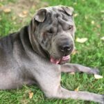Cachorro cinza deitado na grama, imagem do sonho com cachorro cinza