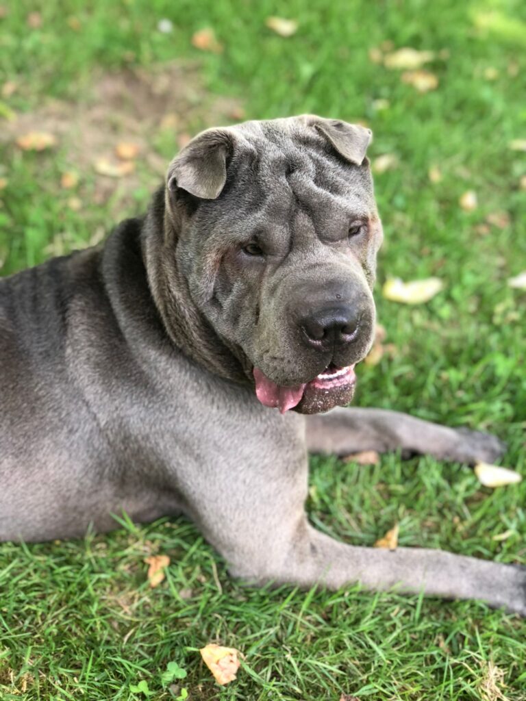 Cachorro cinza deitado na grama, imagem do sonho com cachorro cinza