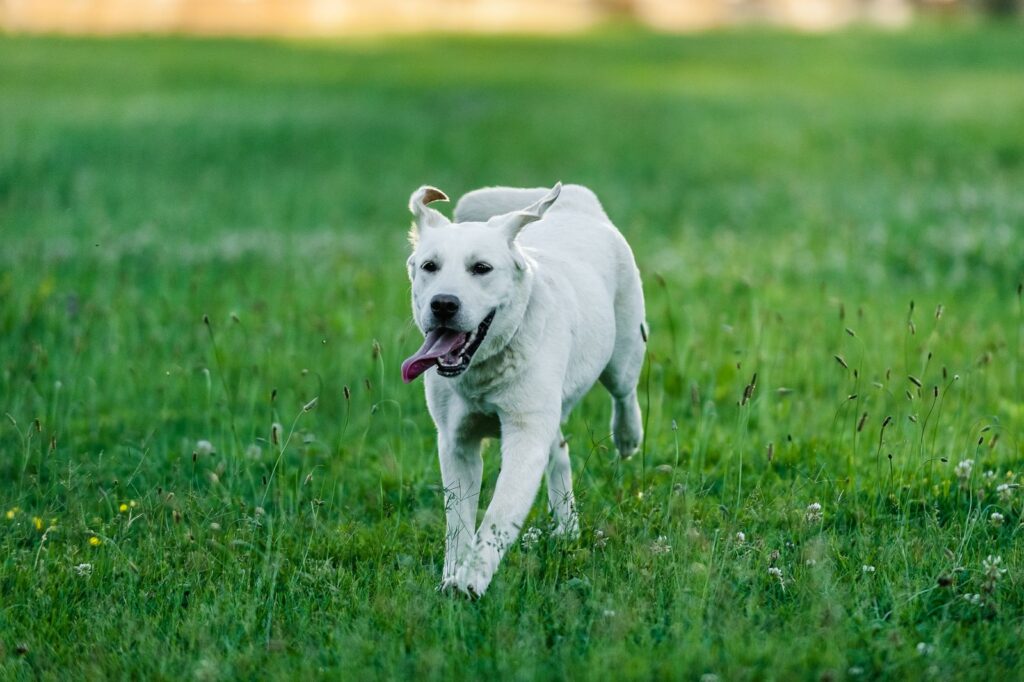 Cachorro correndo em sua direção no campo, sonho com cachorro correndo atrás