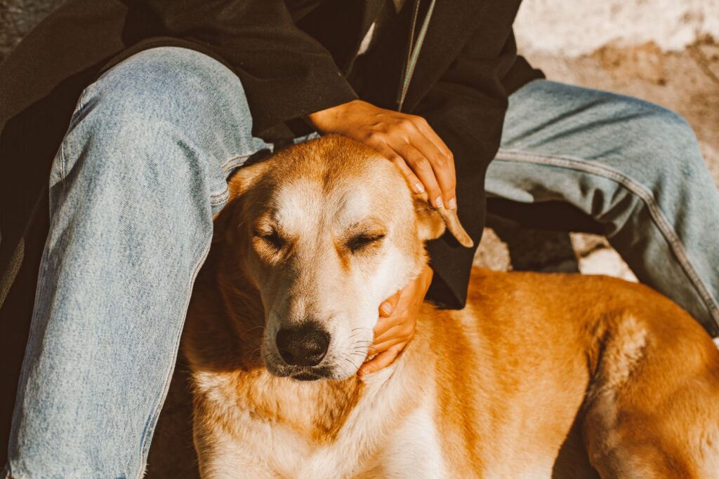 Mão acariciando cachorro tranquilo, sonho com cachorro dócil