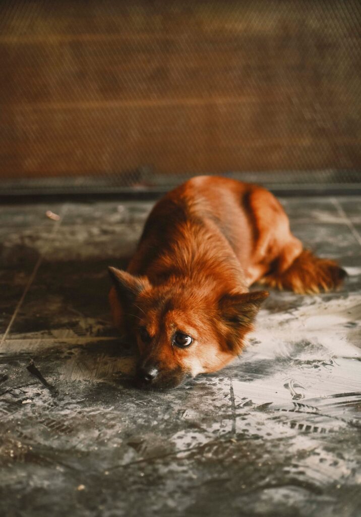 Cachorro deitado no chão com olhar triste, sonho com cachorro doente