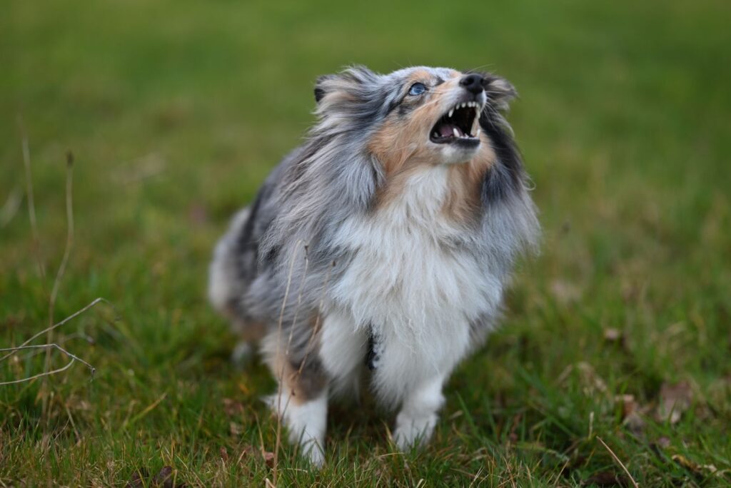 Cachorro latindo no gramado, imagem do sonho com cachorro latindo