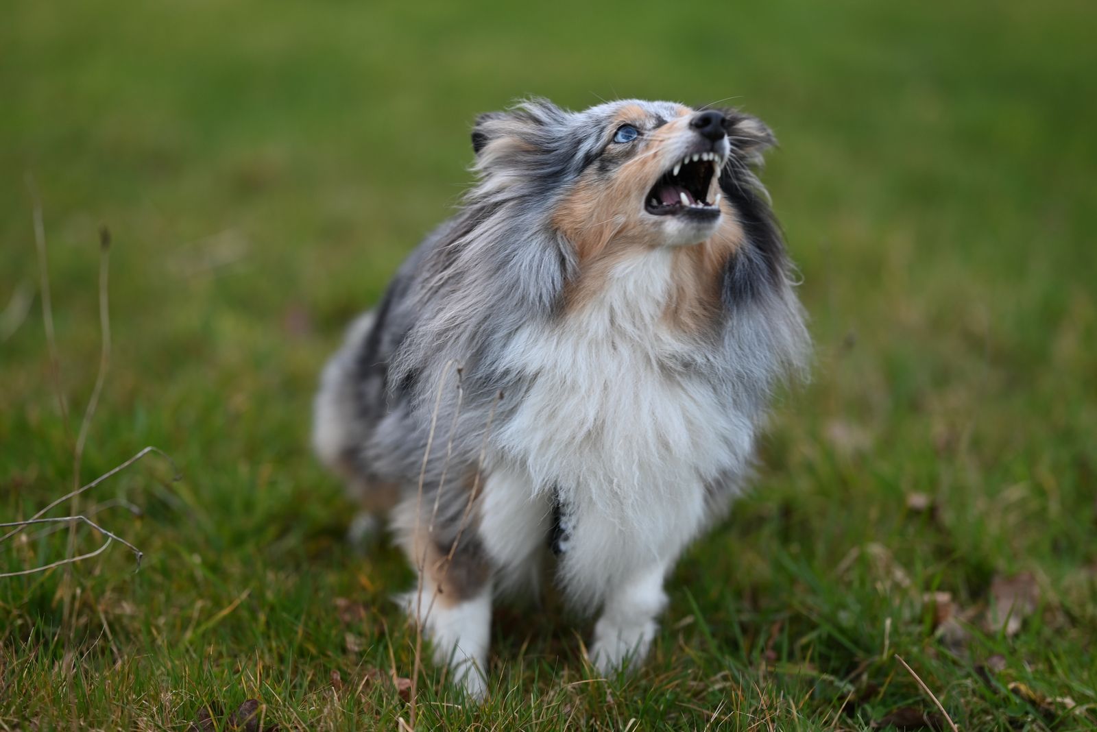 Sonhar com cachorro latindo representa alerta, aviso e atenção a situações ignoradas na vida real
