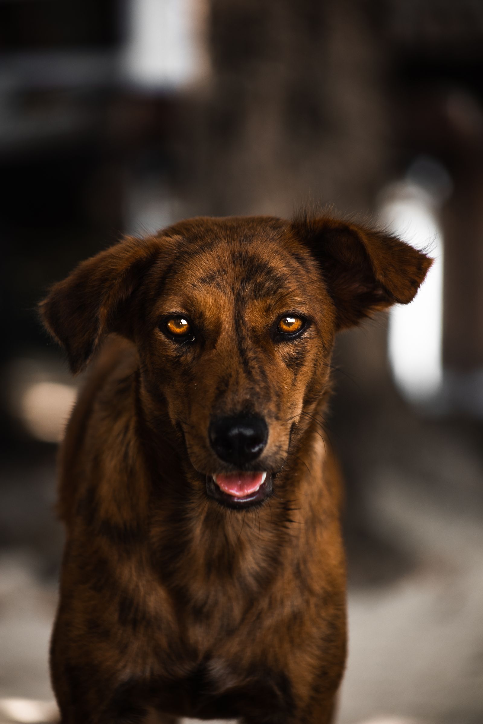 Sonhar com cachorro marrom simbolizando lealdade, confiança e segurança emocional