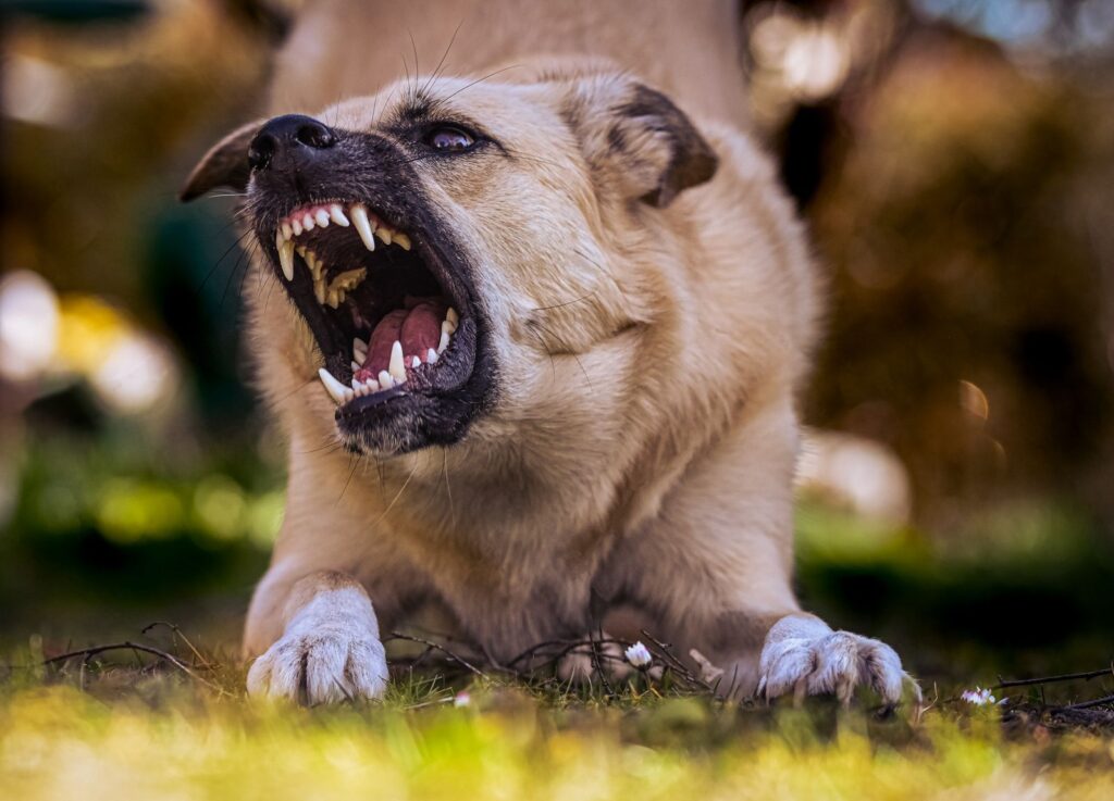 Cachorro mostrando os dentes, imagem do sonho com cachorro mordendo