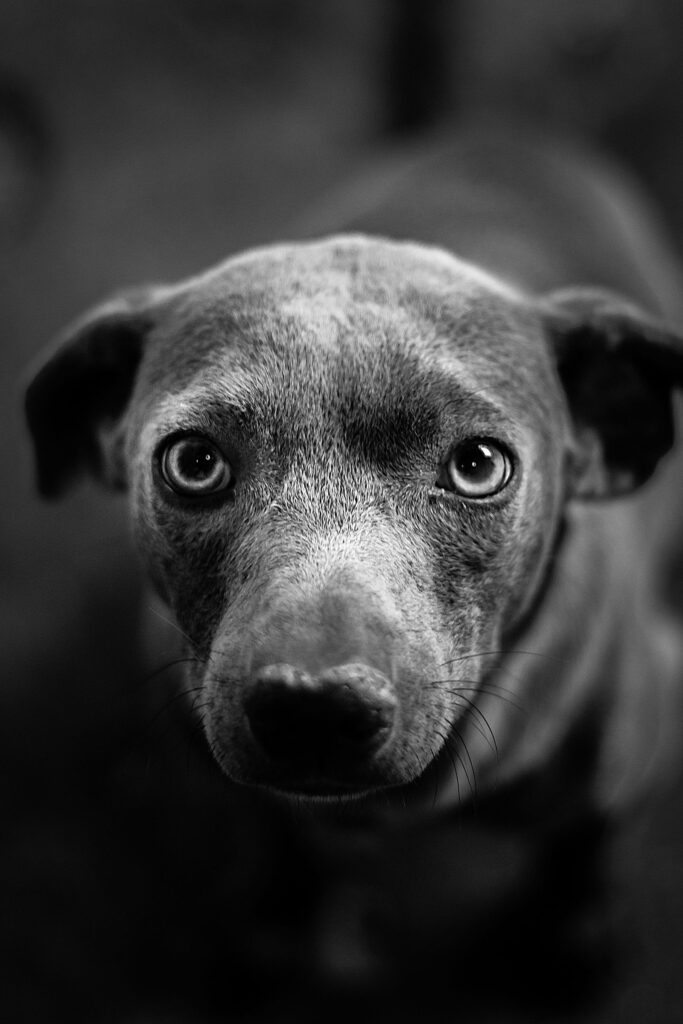 Retrato sóbrio de um cão em preto e branco, sonho com cachorro morto