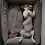 Cachorro dormindo tranquilo na cama, como no sonho com cachorro na cama