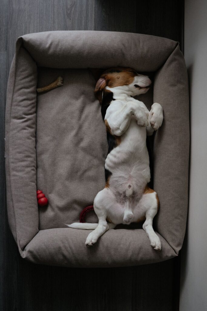 Cachorro dormindo tranquilo na cama, como no sonho com cachorro na cama