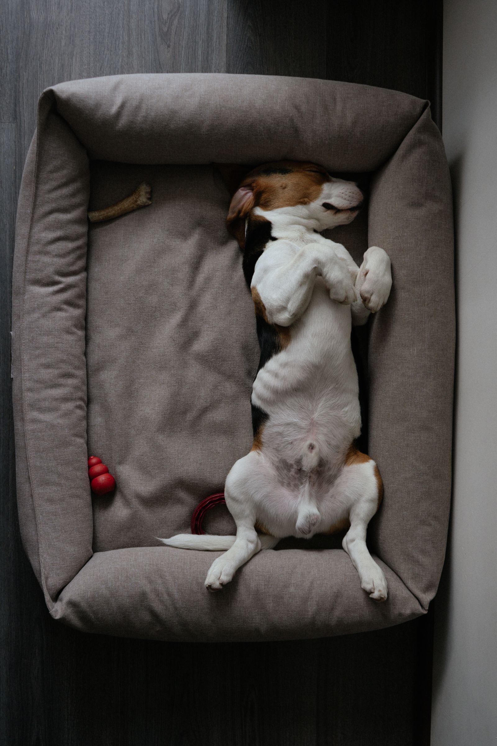 Cachorro dormindo tranquilo na cama, como no sonho com cachorro na cama
