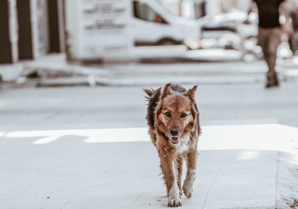 Cachorro sozinho andando na rua, imagem do sonho com cachorro perdido