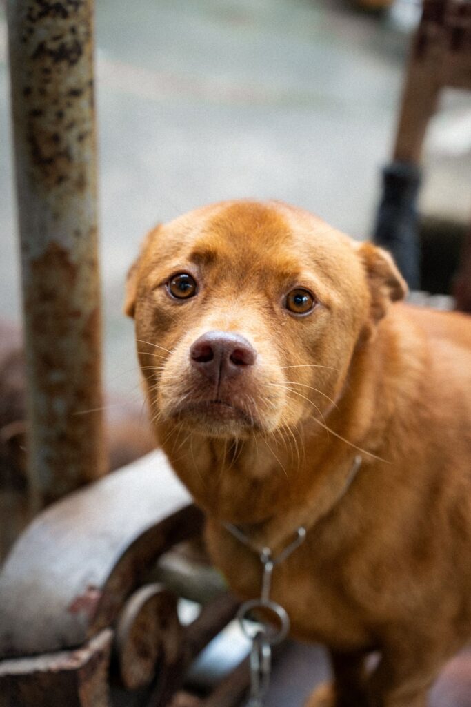 Cachorro preso na corrente olhando triste, como no sonho com cachorro preso