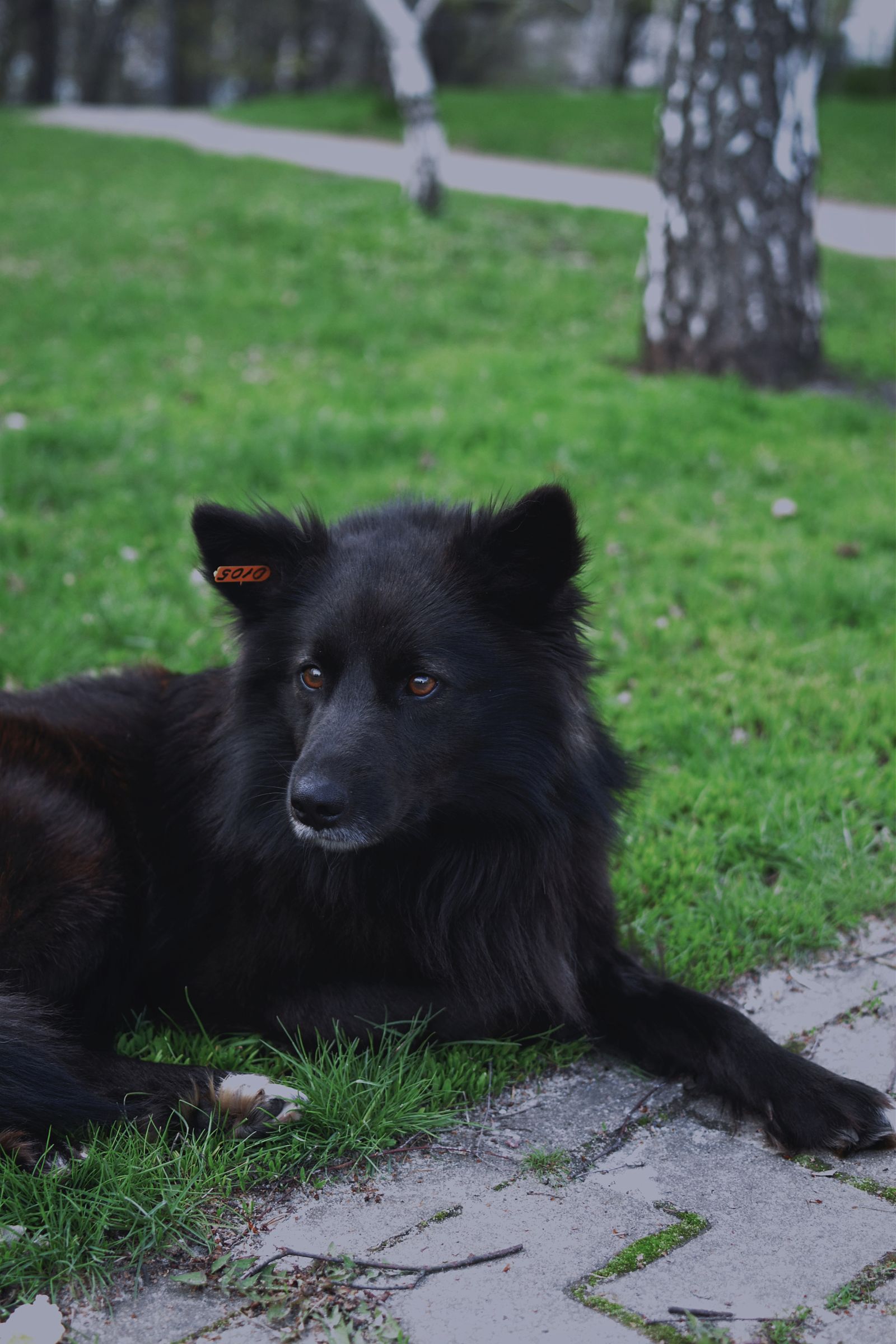 Cachorro preto em ambiente escuro e misterioso, associado ao significado espiritual do sonho