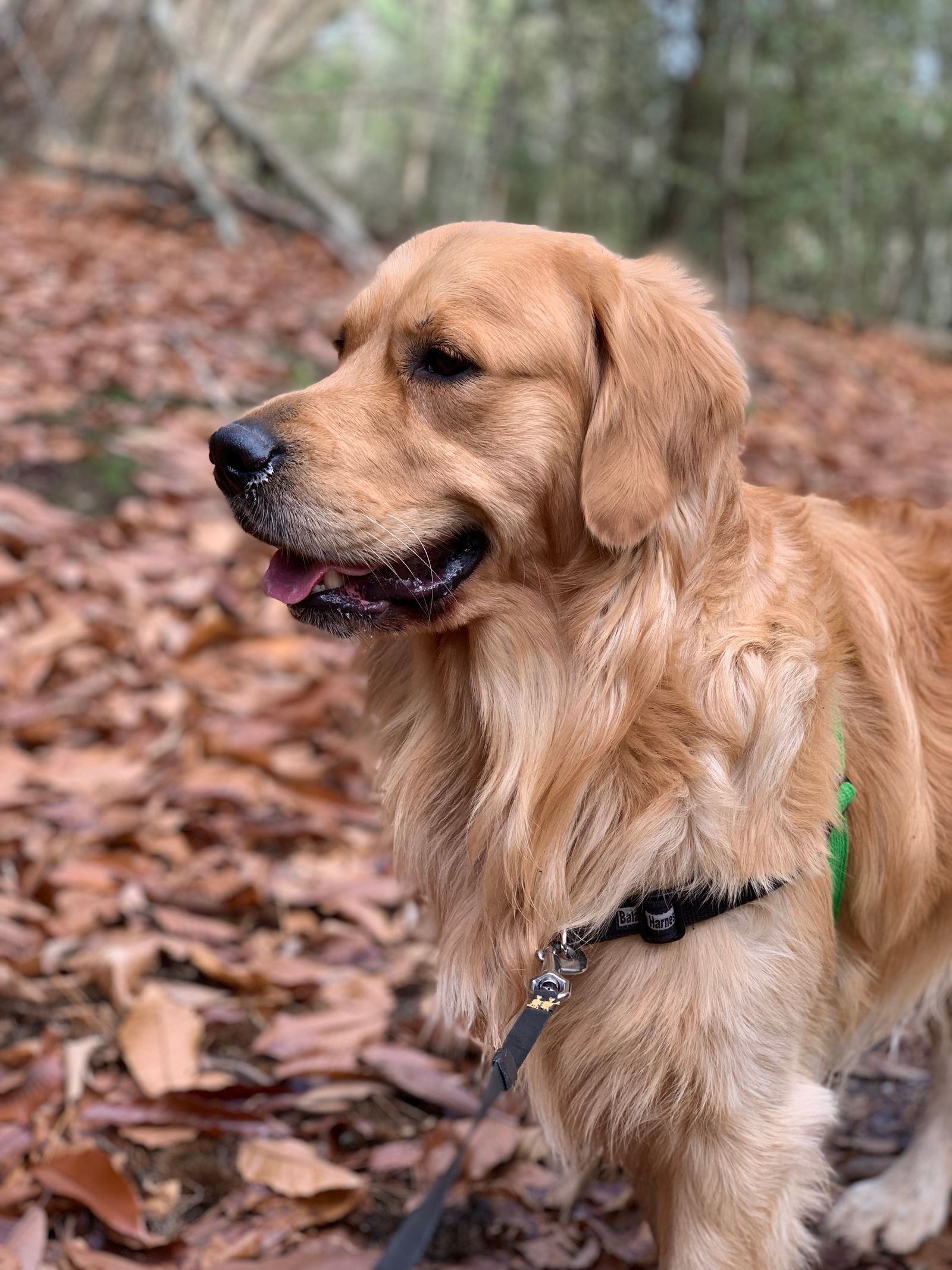 Sonhar com Cachorro: Significados e Interpretações sonhar com cachorro significado - golden retriever em campo aberto com luz dourada