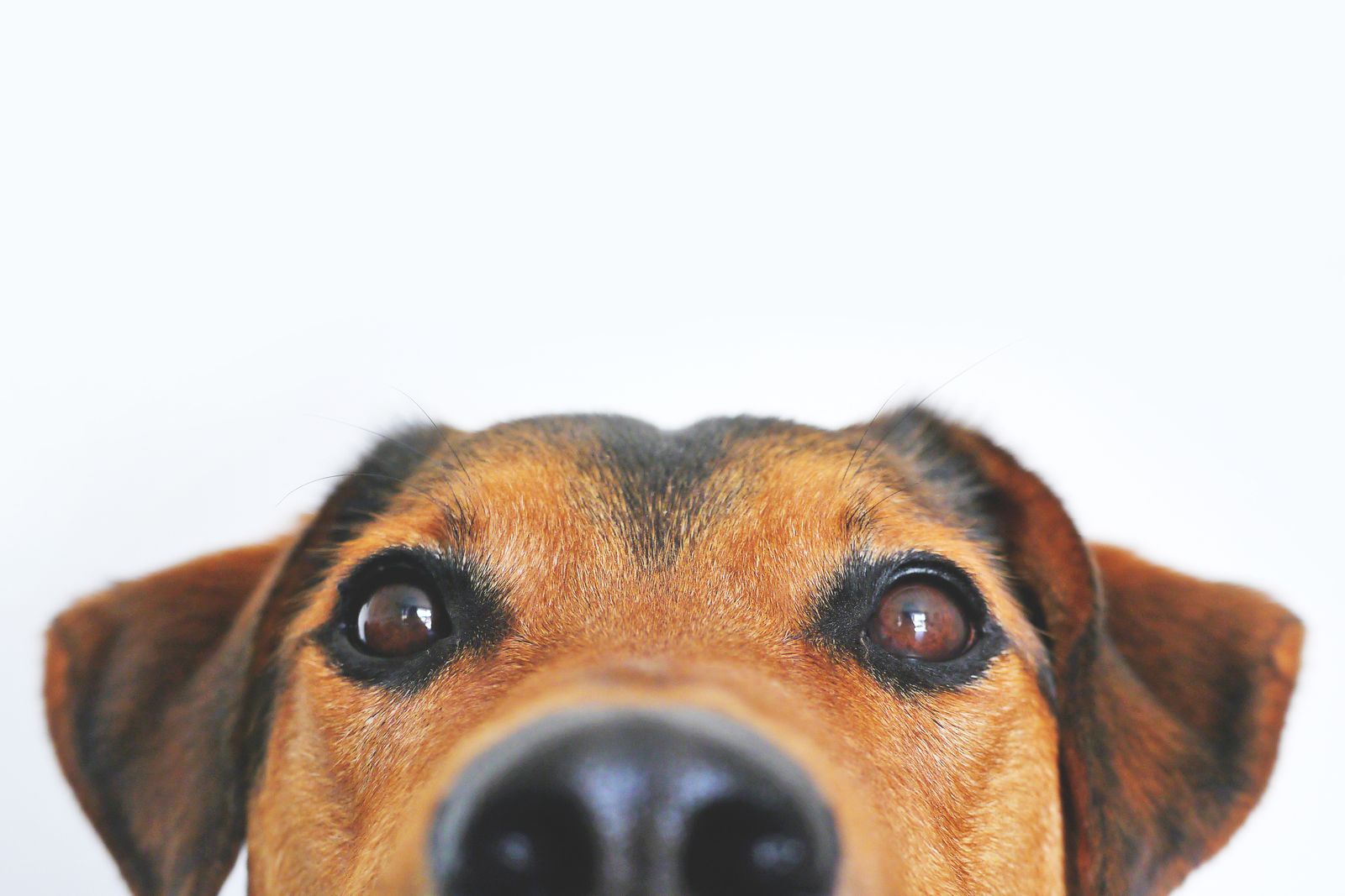 Sonhar com cachorro atacando: o que significa? sonhar com cachorro me atacando significado - close-up de cachorro com olhar intenso