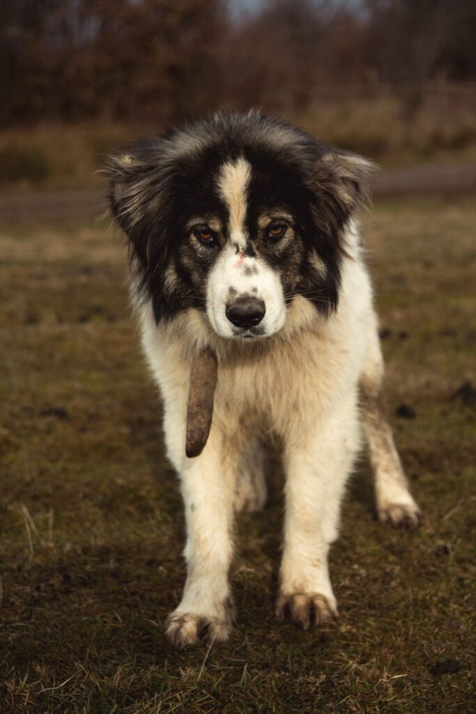 Cão de guarda imponente olhando para frente, sonho com cachorro te protegendo