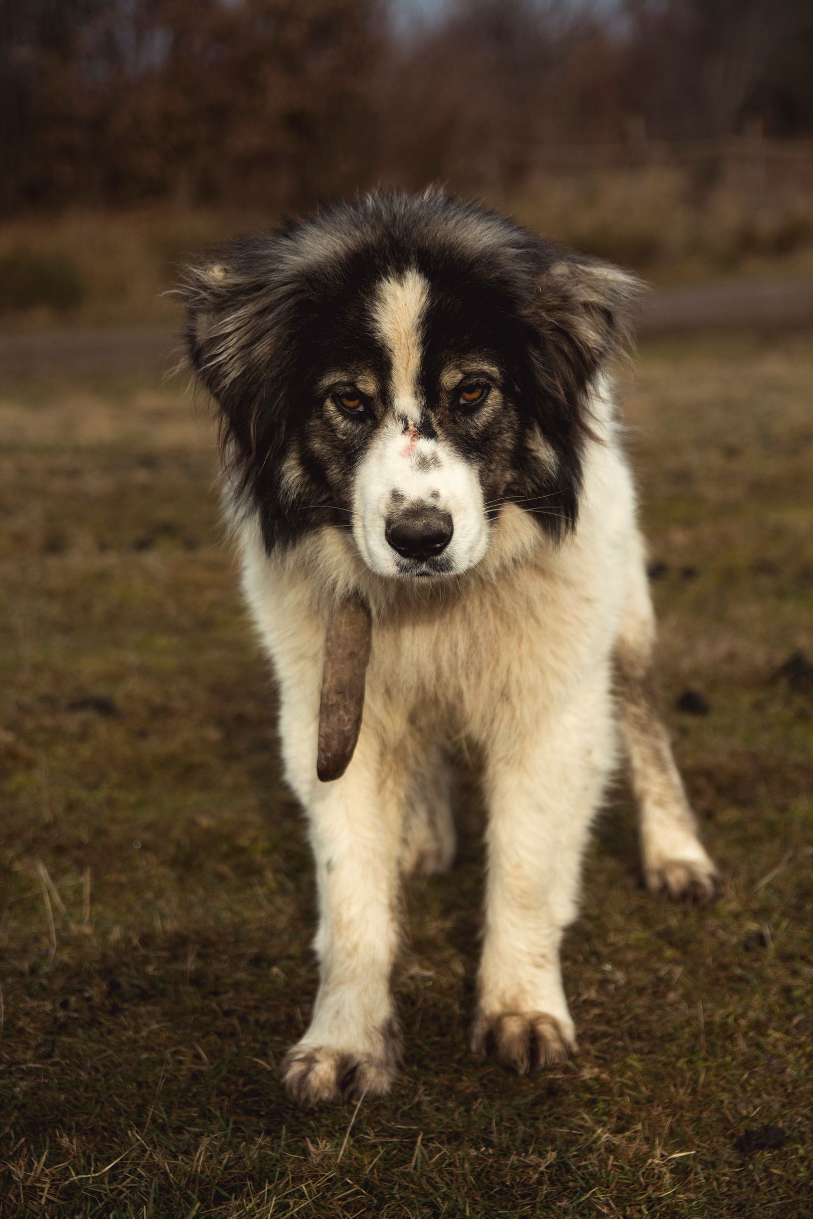 Cachorro em atitude de defesa próximo a uma pessoa, transmitindo segurança