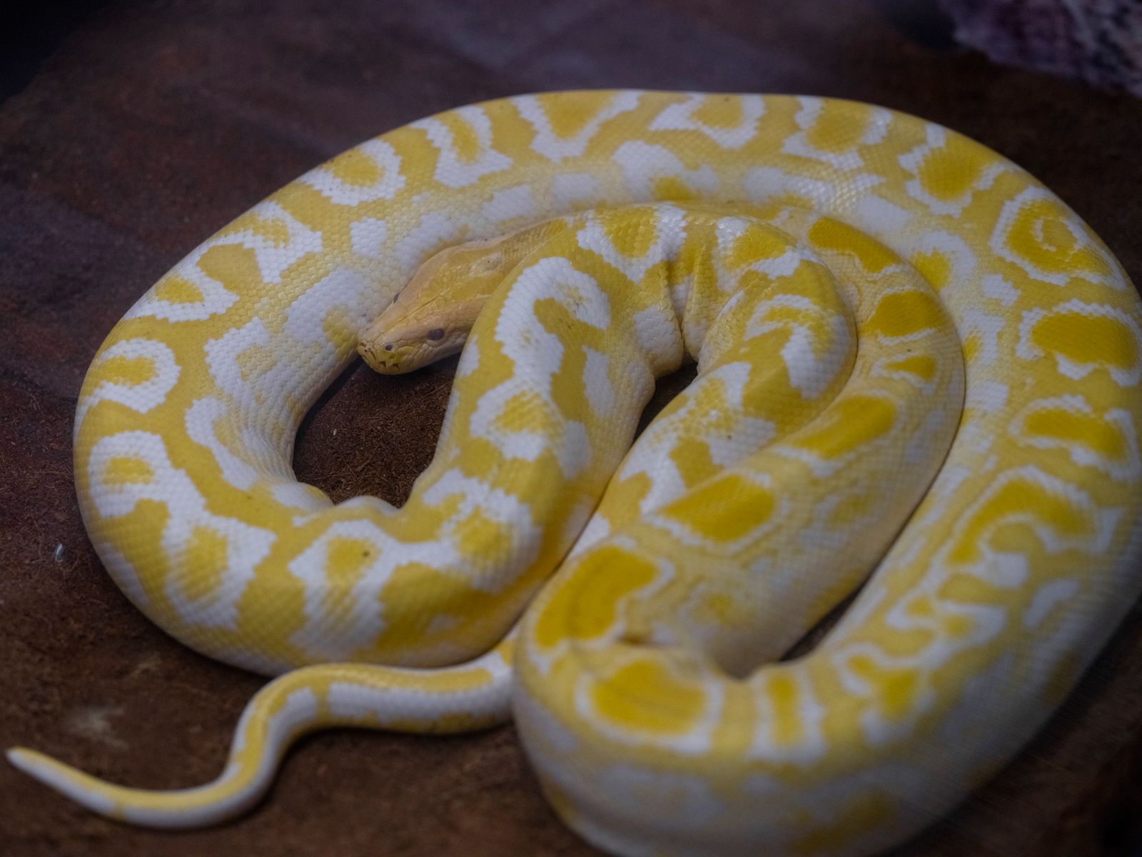 Cobra amarela enrolada, imagem do sonho com cobra amarela