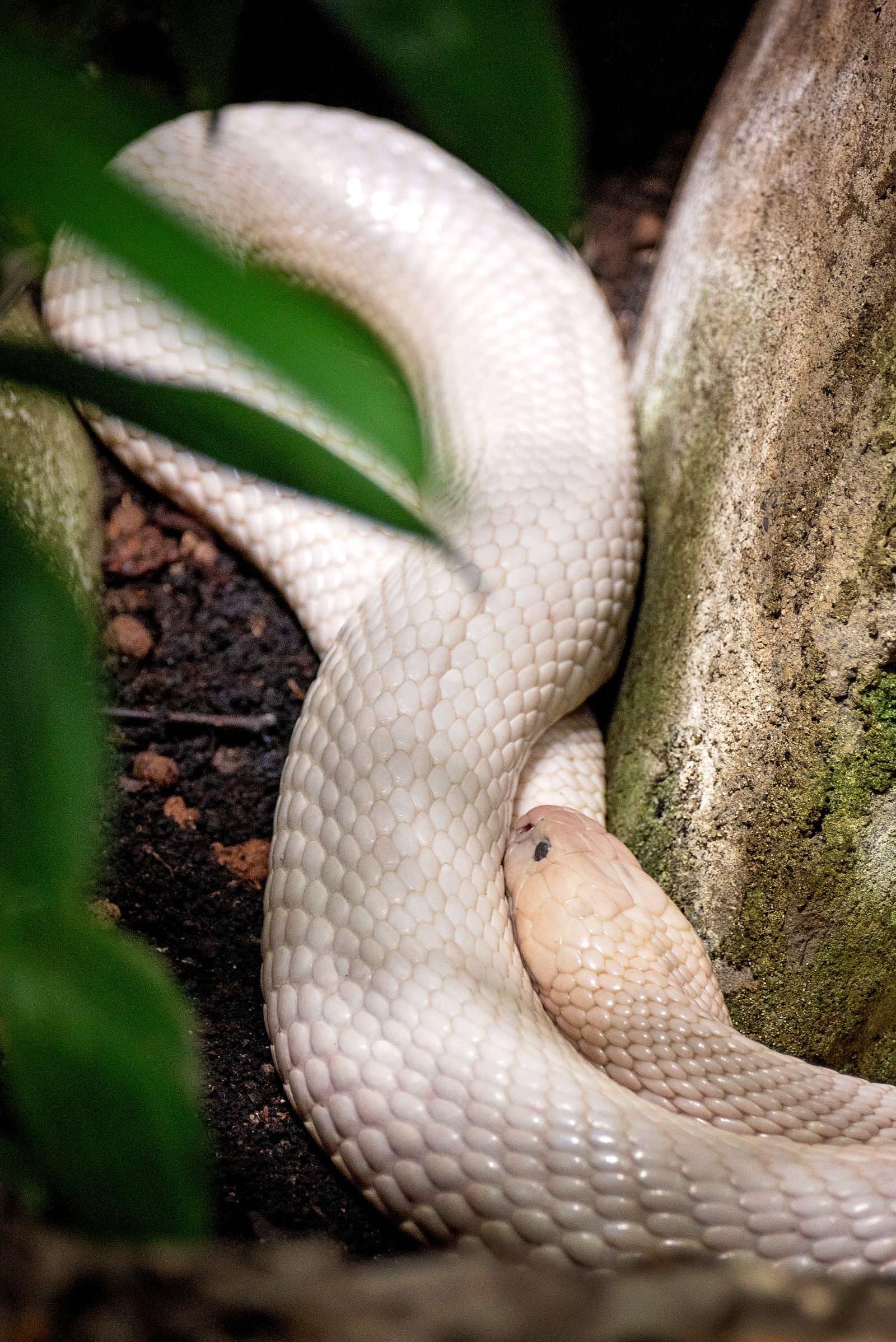 sonhar com cobra branca o que significa