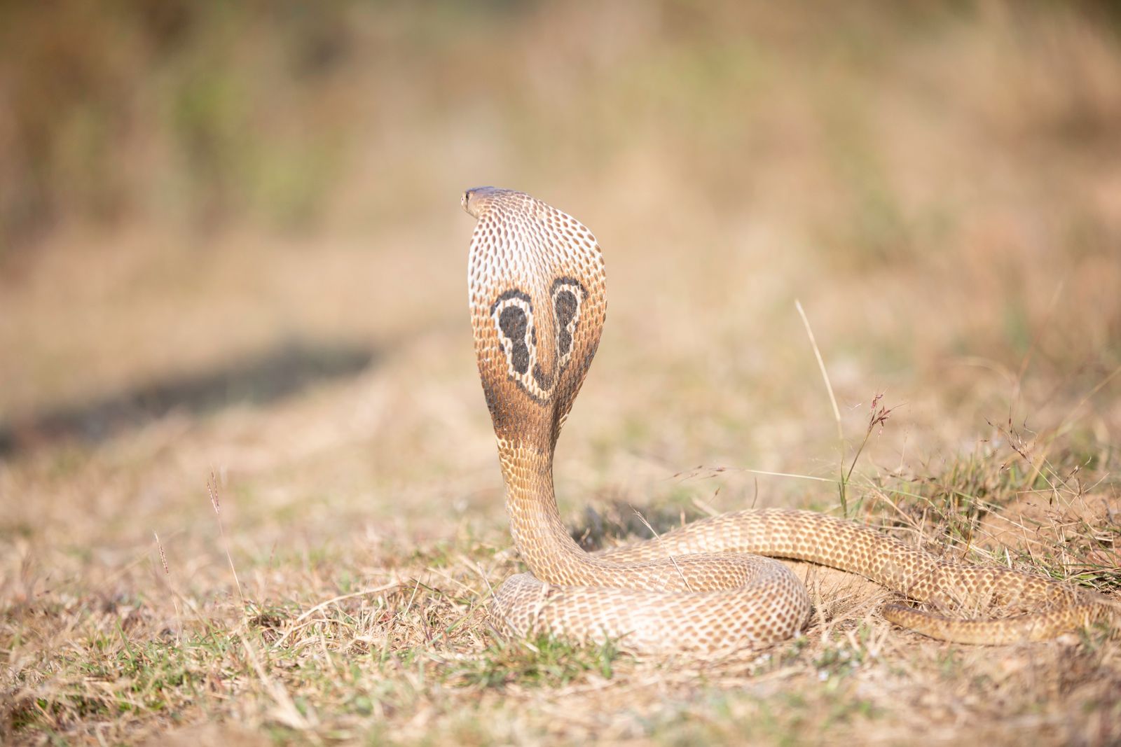 Silhueta humana com cobra representando transformação espiritual e o significado de sonhar com cobra