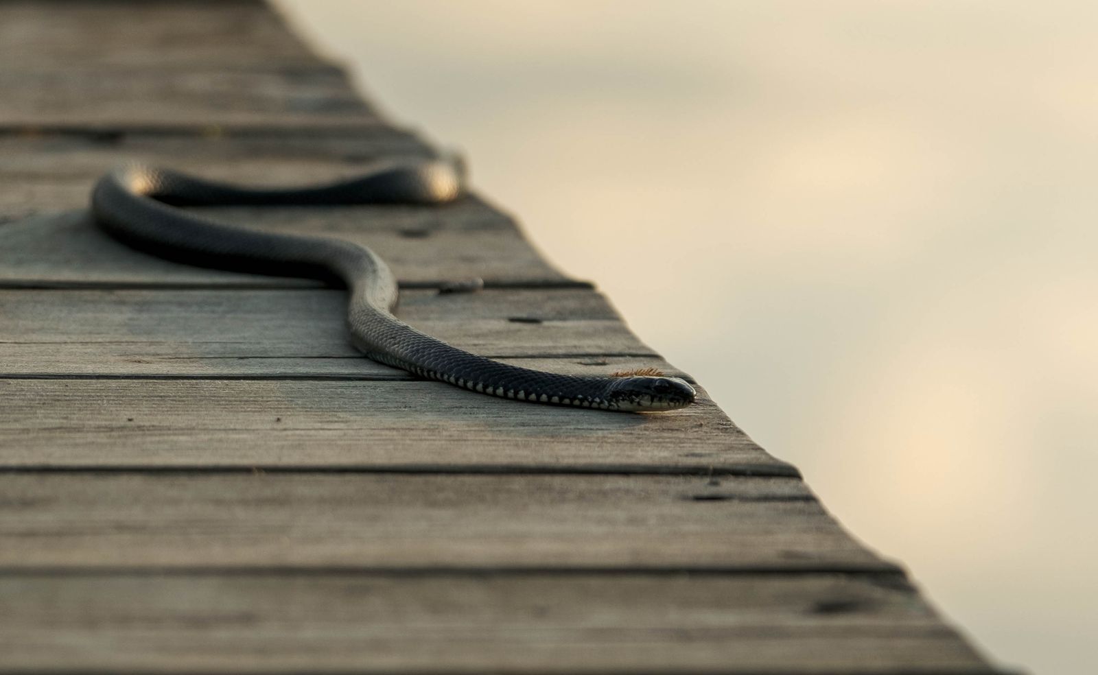 Cobra grande correndo atrás de uma pessoa em ambiente escuro, simbolizando ansiedade e fuga emocional no sonho.