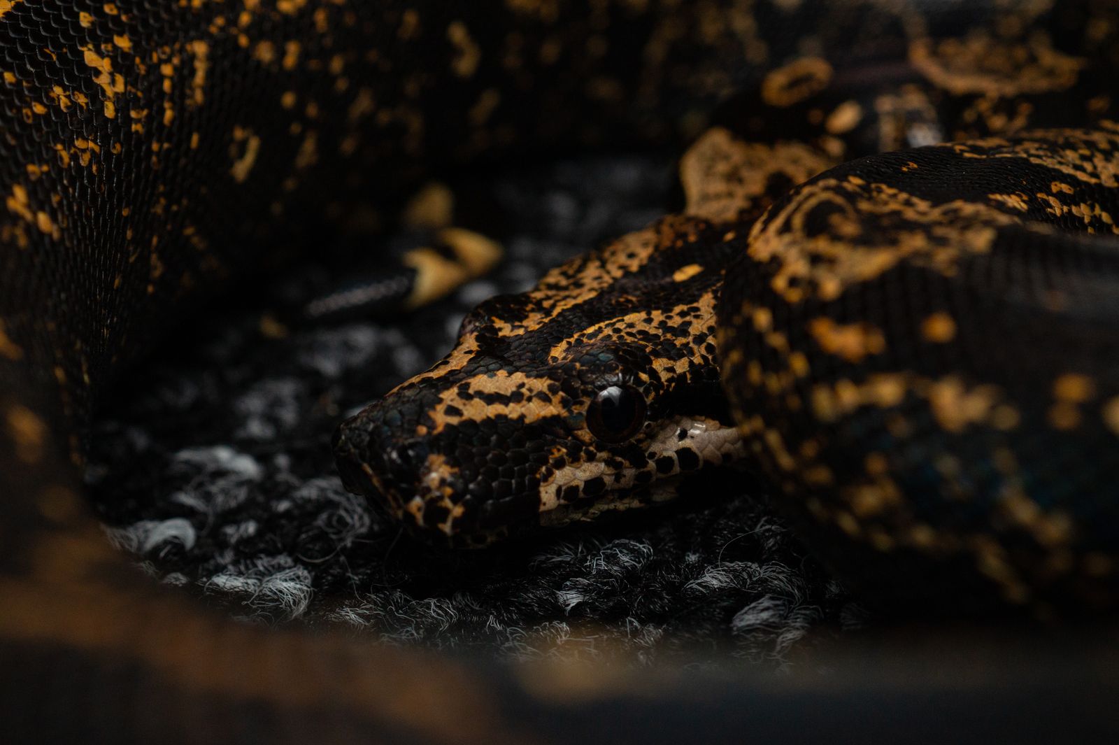Pessoa assustada ao ver uma cobra dentro de casa durante um sonho simbólico