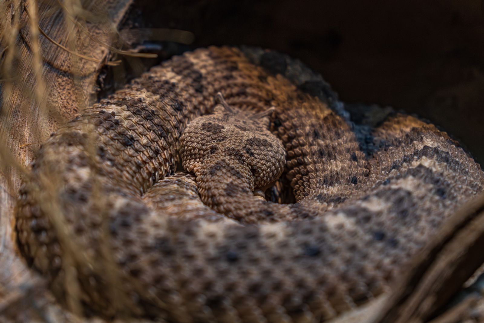 Imagem representando a interpretação psicológica de sonhar com cobra enrolada e autocontrole emocional.