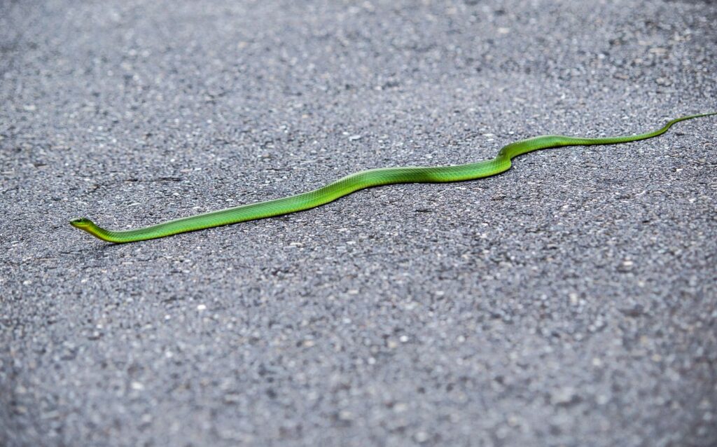 Cobra verde deslizando para longe, imagem do sonho com cobra fugindo