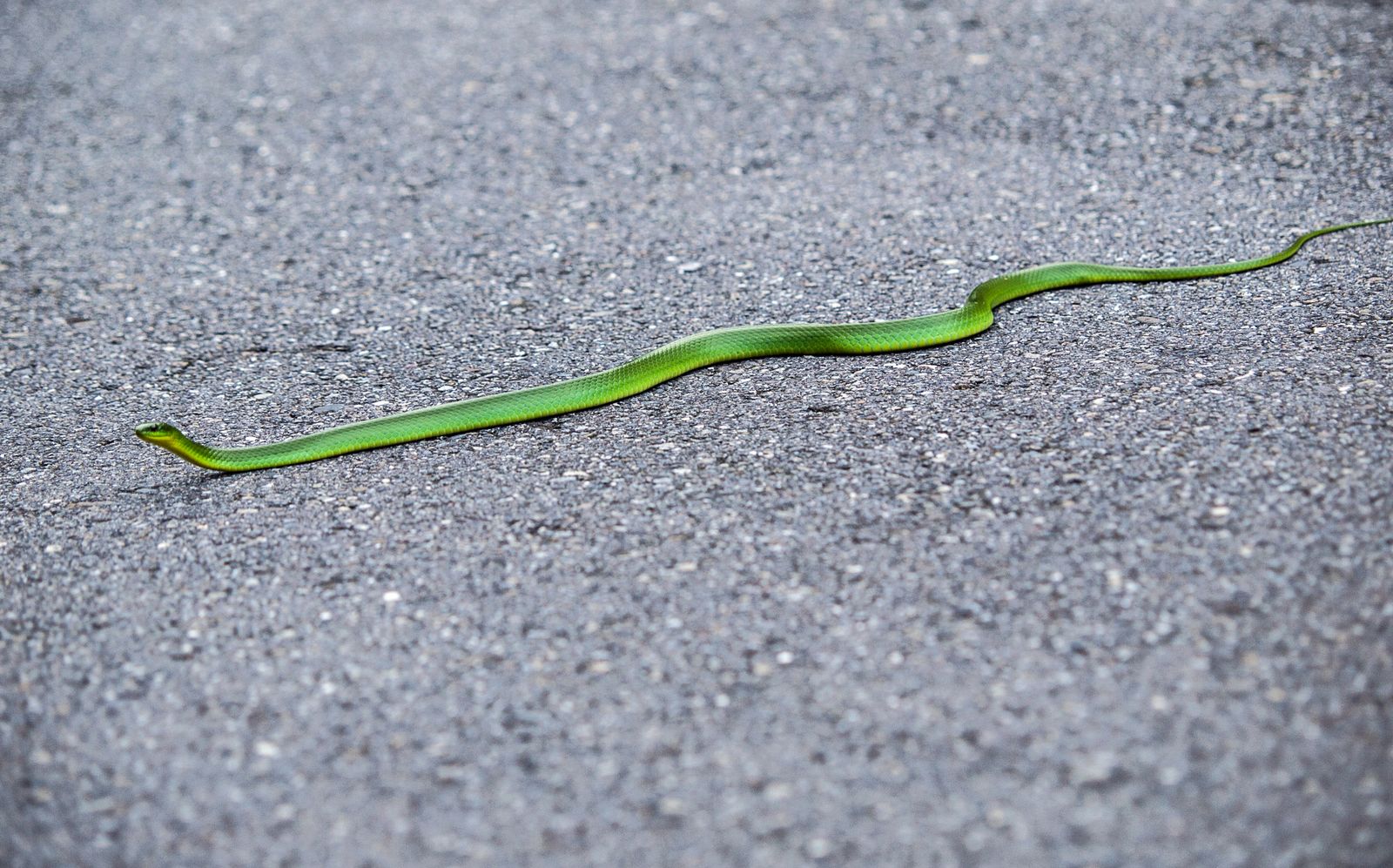 sonhar com cobra fugindo significado