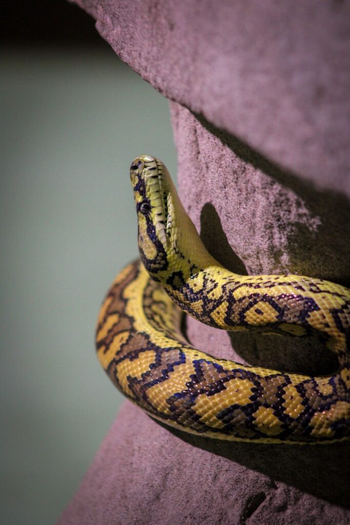 Cobra grande subindo na pedra, imagem do sonho com cobra grande