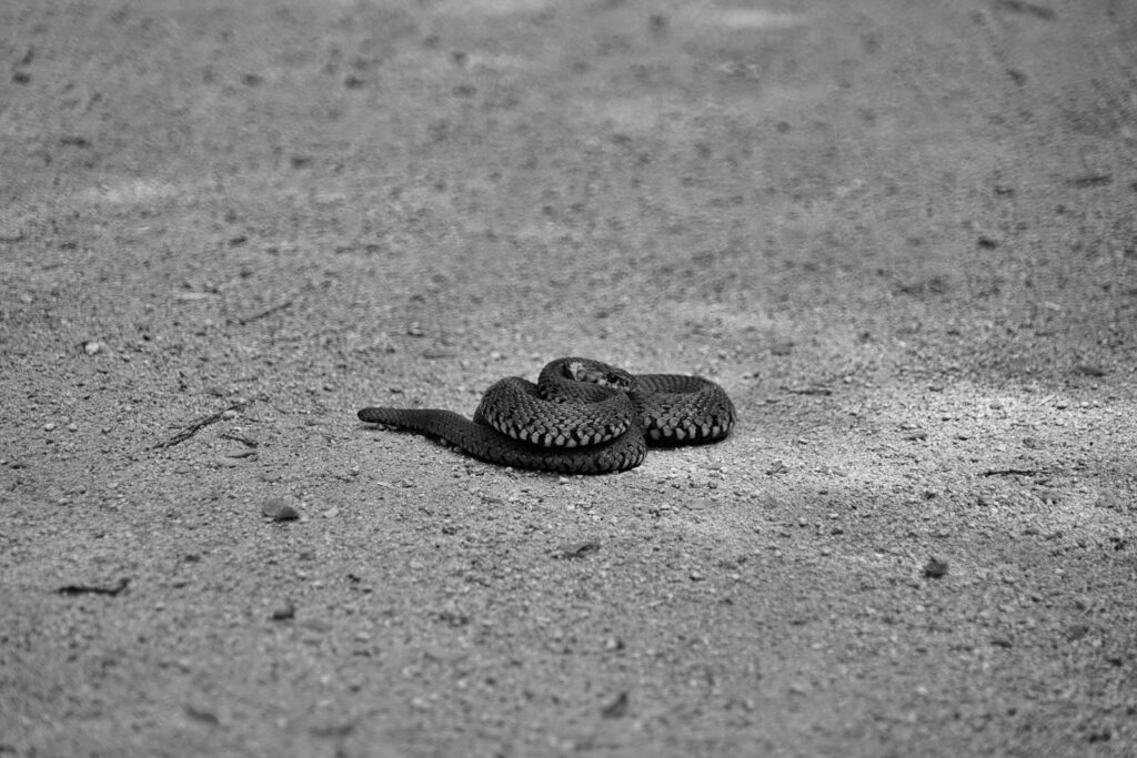Cobra imóvel no chão, imagem do sonho com cobra morta