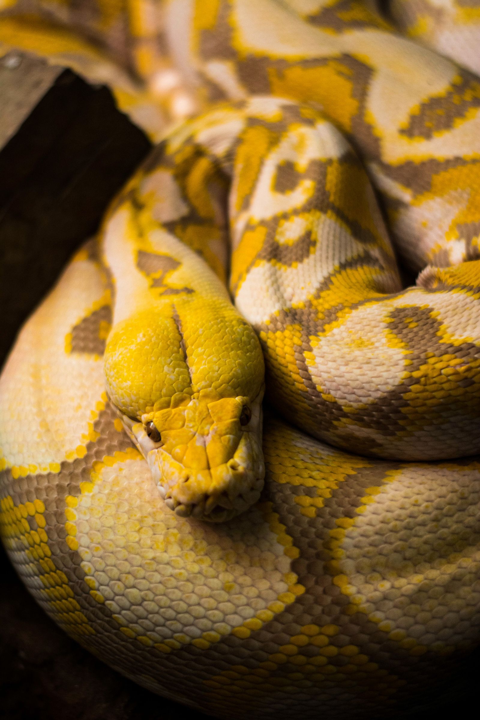 Cobra se aproximando da cama em ambiente noturno simbolizando alerta do sonho