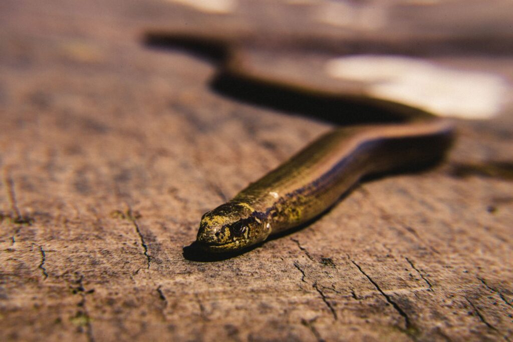 Cobra deslizando sobre a madeira, imagem do sonho com cobra no quarto