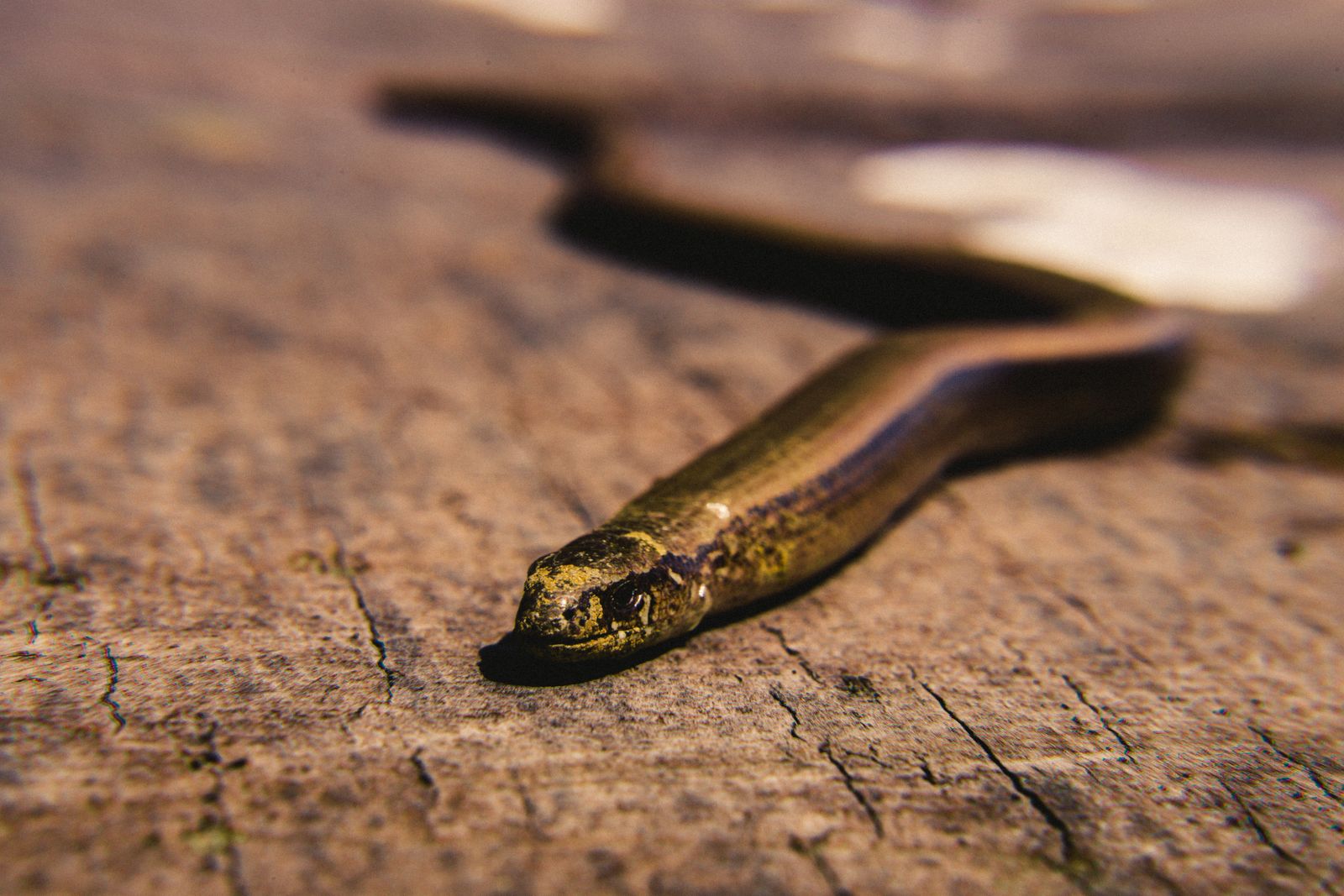 Sonhar com cobra no quarto causando medo e desconforto durante o descanso