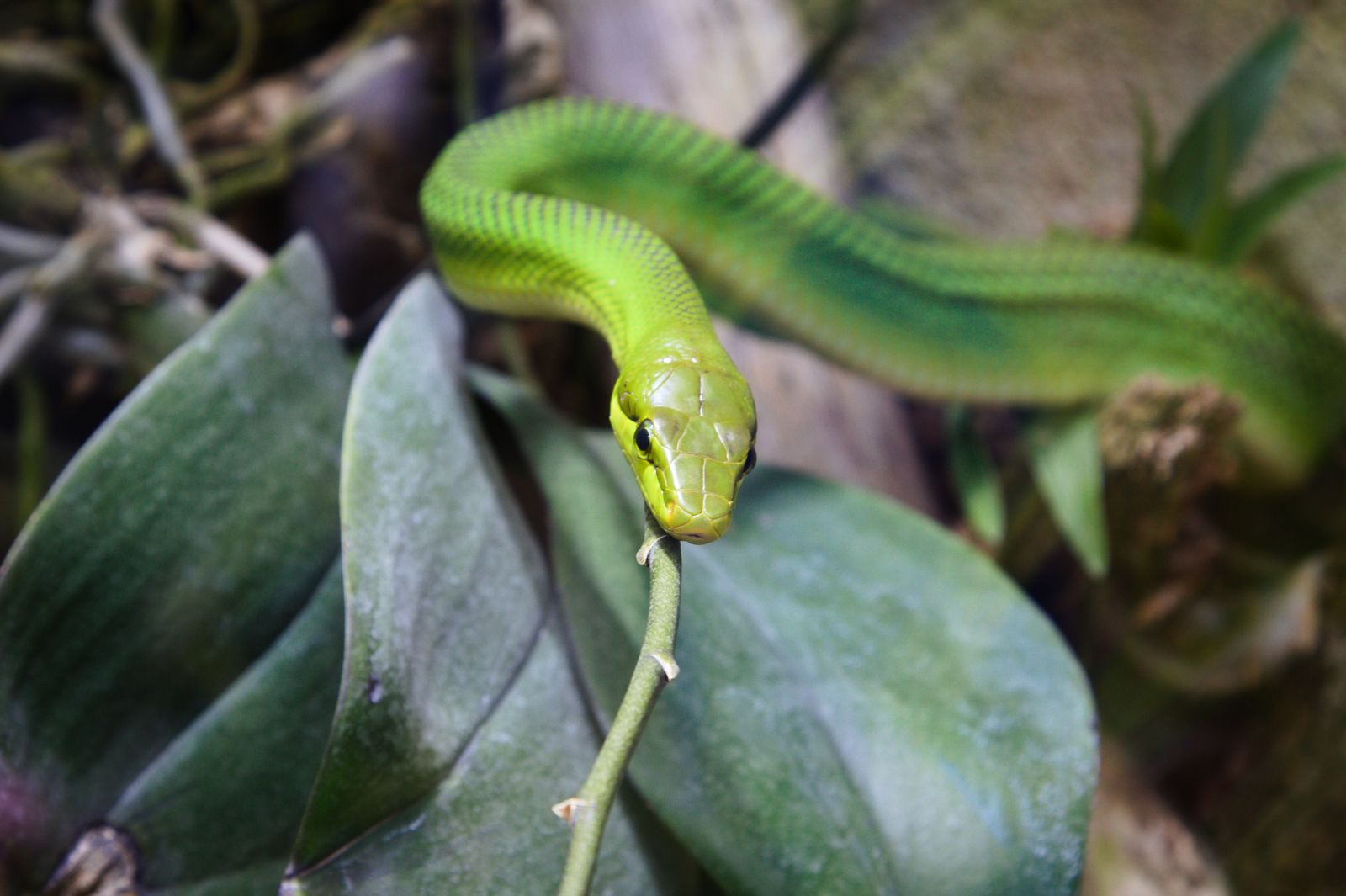 Sonhar com cobra pequena no quarto representa um alerta sutil ligado à vida pessoal e emocional.