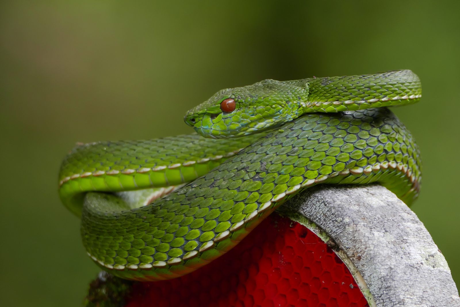 Cobra verde enrolada num galho, imagem do sonho com cobra verde