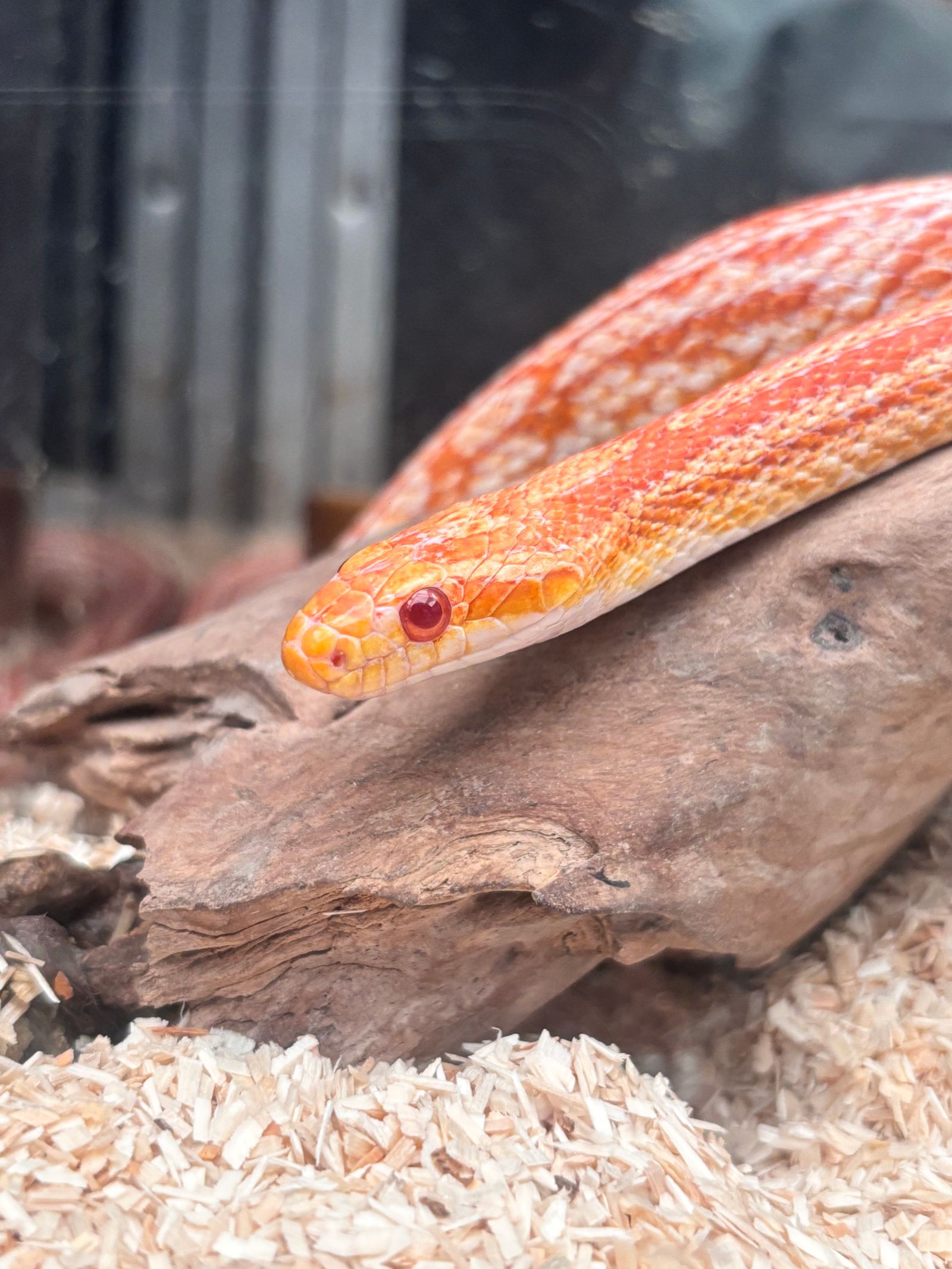 Sonhar com cobra vermelha simbolizando emoções intensas e alertas do subconsciente durante o sonho